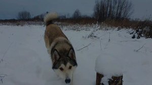 От щенка до взрослой собаки за один миг.