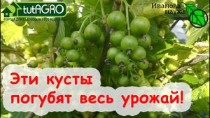 Немедленно УНИЧТОЖЬТЕ ТАКИЕ КУСТЫ! Осмотр и ревизия смородины для сохранения УРОЖАЯ надолго.