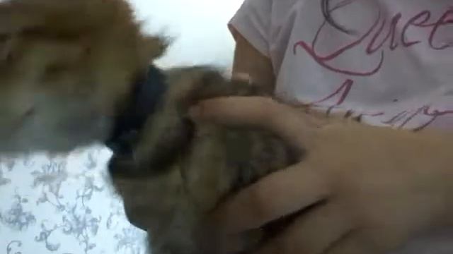 У меня появился кот смотреть онлайн