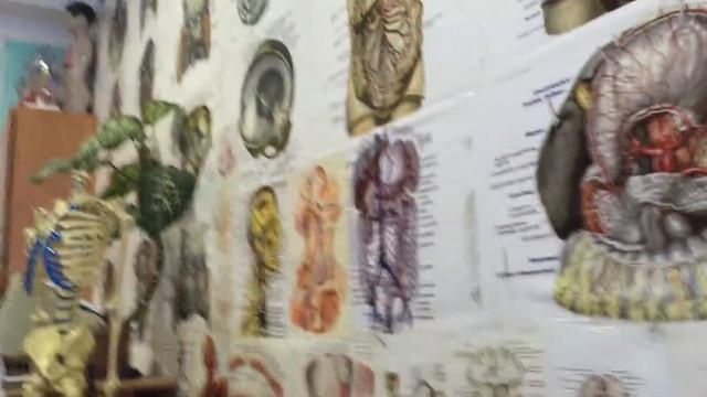 Брюшина . Органы брюшной полости .