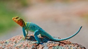 Почему ящерица сбрасывает хвост