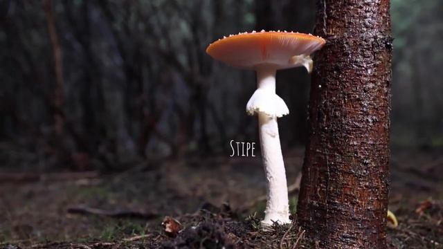 Необычный гриб Amanita Muscaria - почему люди ошибались