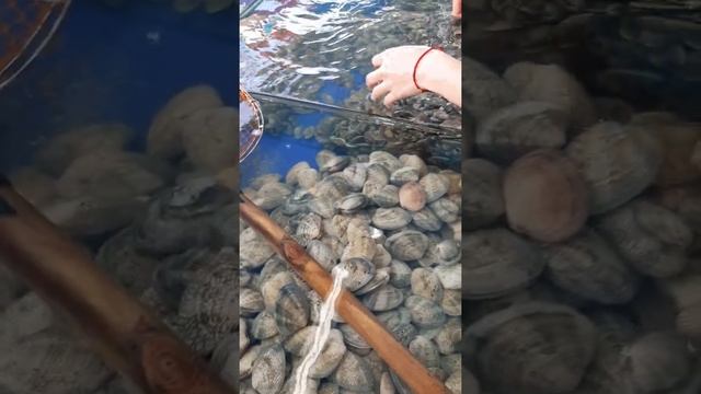 Морские гады, часть 6. Ракушки, моллюски, Хайнань смотреть онлайн