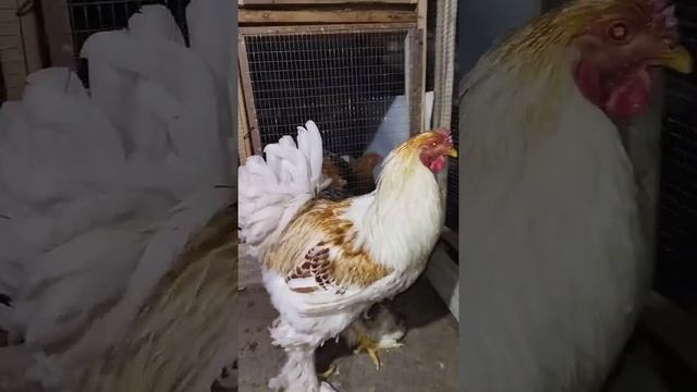 Brama white golden Брама золотисто  белая #куры #chicken #tovuqlar #товук #brama #brahma #white