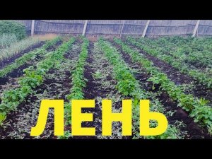 Лень творит чудеса Как полоть картошку быстро Laziness works wonders How to weed potatoes quickly