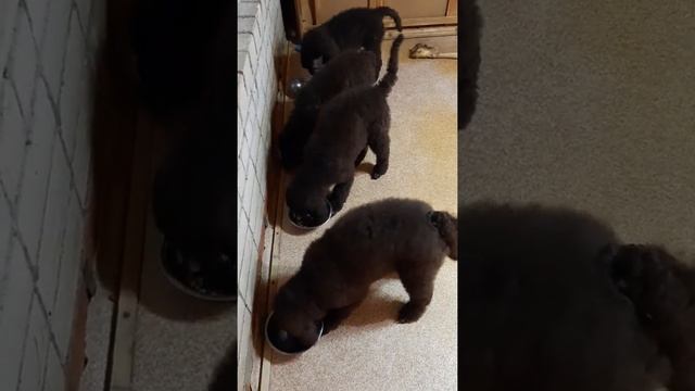 Щенки Большие Королевские пудели, 3,5 месяца. Кормление и дрессировка. смотреть онлайн