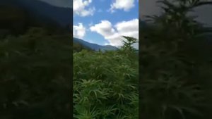 М. Кредо --- чудная долина