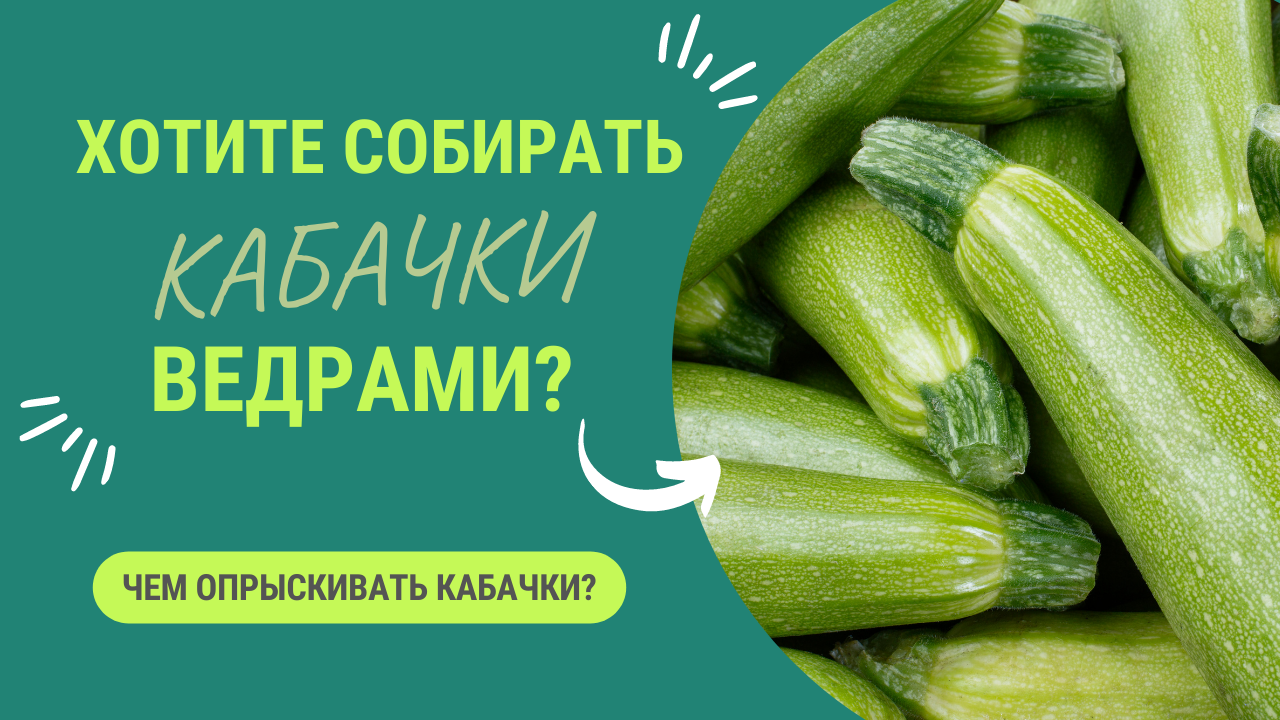ЧЕМ ОПРЫСКИВАТЬ КАБАЧКИ ДЛЯ ОТЛИЧНОГО УРОЖАЯ?