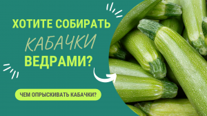 ЧЕМ ОПРЫСКИВАТЬ КАБАЧКИ ДЛЯ ОТЛИЧНОГО УРОЖАЯ?