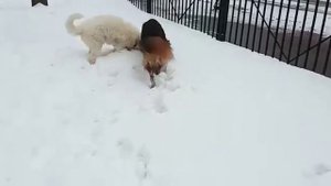 Наши домашние питомцы. Щенок южнорусской овчарки Алтай и немецкая овчарка Сеня гуляют во дворе