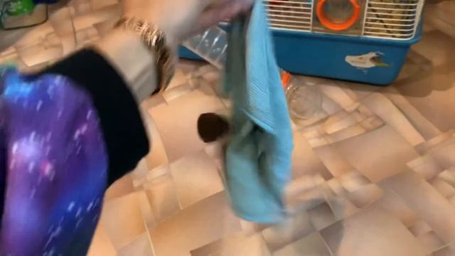 Ласка в доме (домашняя ласка) смотреть онлайн