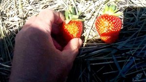 Поспели первые ягоды клубники Альба и Королёва Елизавета