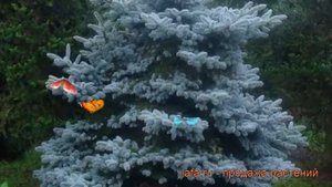 Ель колючая Монтгомери (picea montgomeri) ? ель Монтгомери обзор: как сажать саженцы ели Монтгомери