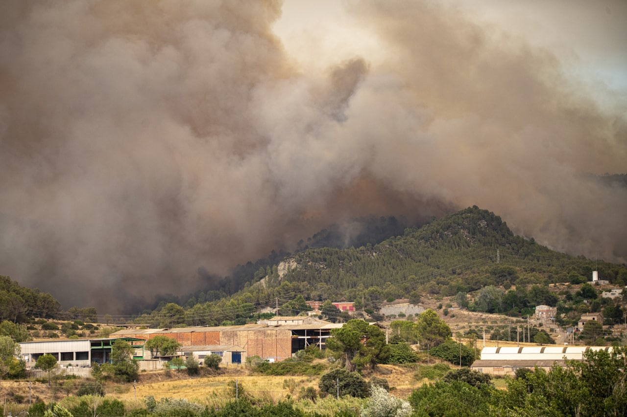 В Испании дикие кабаны спасаются от лесных пожаров