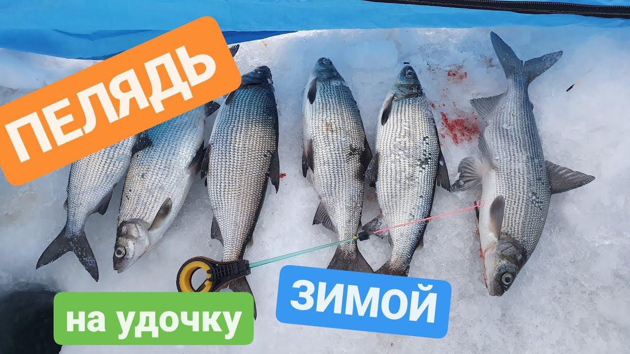 НЕУЛОВИМАЯ ПЕЛЯДЬ КАК ПОЙМАТЬ ЕЁ ?  #зимняярыбалка #первыйлёд  #сиг #пелядь #рыбалка #сибирь