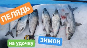 НЕУЛОВИМАЯ ПЕЛЯДЬ КАК ПОЙМАТЬ ЕЁ ?  #зимняярыбалка #первыйлёд  #сиг #пелядь #рыбалка #сибирь