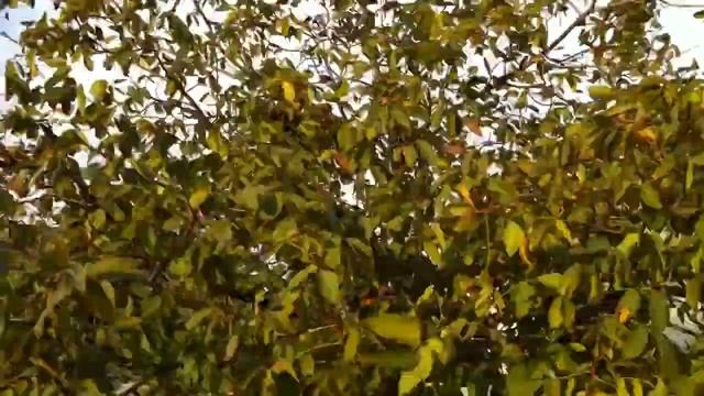 Сыроед Рафики.MOV смотреть онлайн