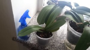 Как ухаживать за орхидеями фаленопсис зимой