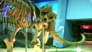 Музей-театр "Ледниковый период". Мамонты