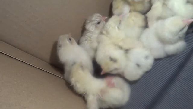 инкубатор цыплята смотреть онлайн