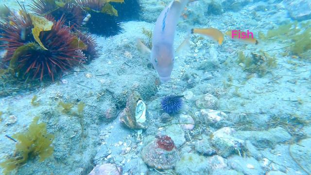 Scenery of deep sea fish migration - Sea fishing videos || Animals scenes смотреть онлайн