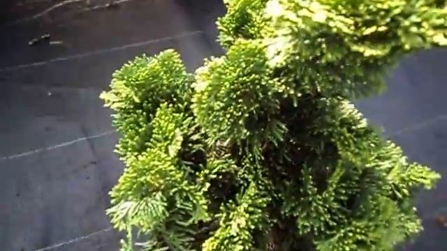 Chamaecyparis obtusa Nana Gracilis смотреть онлайн