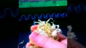 Сушеная капуста