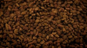 Видеоролик для телеканала «Россия» – Олимпийский кот