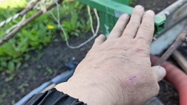 как вырастить крупный виноград.