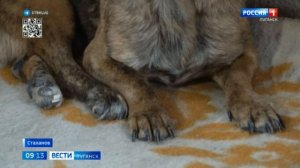 Приют «Мини- городок для животных» спасает питомцев