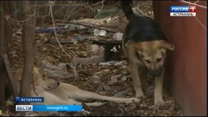В Астрахани начали самостоятельно бороться с проблемой бродячих собак