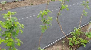 Шпалера для малины