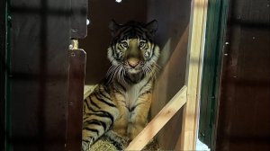 Новый член семьи в Доме Тигра . Тигренок Динго