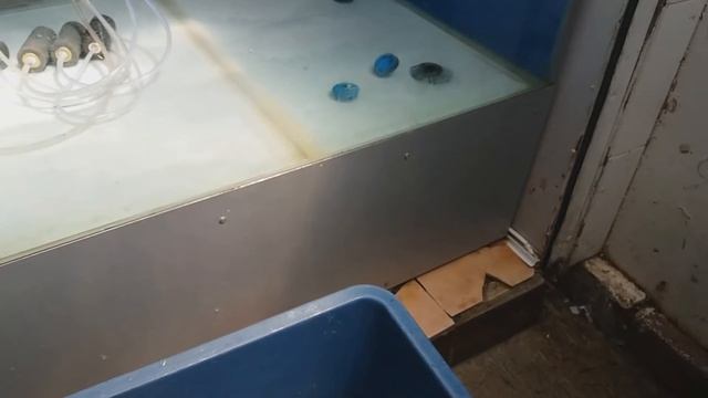 Очень захотелось рыбки. смотреть онлайн