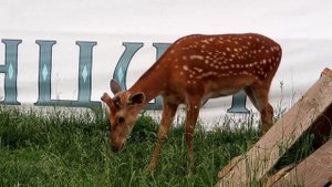 Сыроварня Лобанова. Посёлок Плотниково (КУЗБАСС)