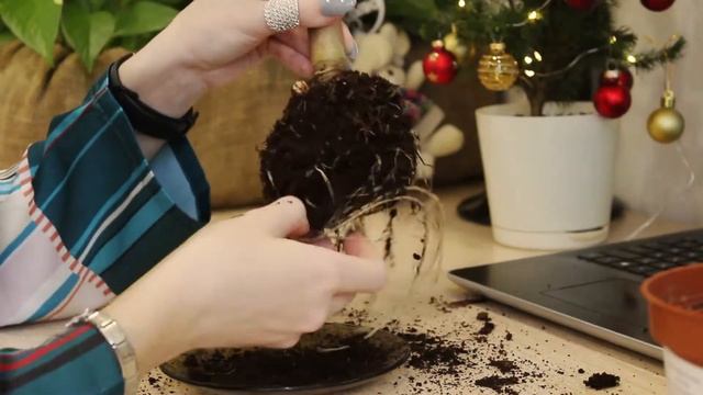 ЦВЕТОЧНЫЙ ВЛОГ: моя новинка- АЛОКАЗИЯ ПОЛЛИ смотреть онлайн