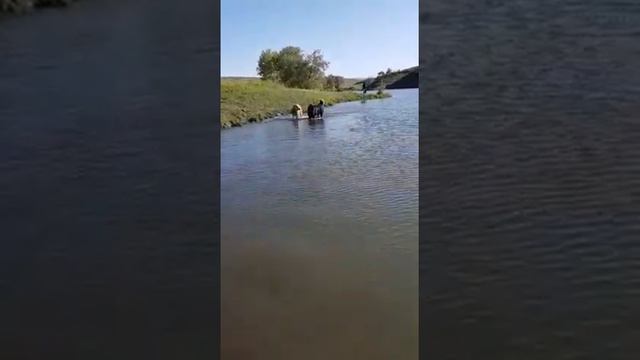 выпускница ТИМЕРТАШ ЯРОЛЬДИНА (Казахстан) Дочь ДАНЫ и ИЛЮШИ (Тимерташ Примадонна * Тимерташ Илья М смотреть онлайн