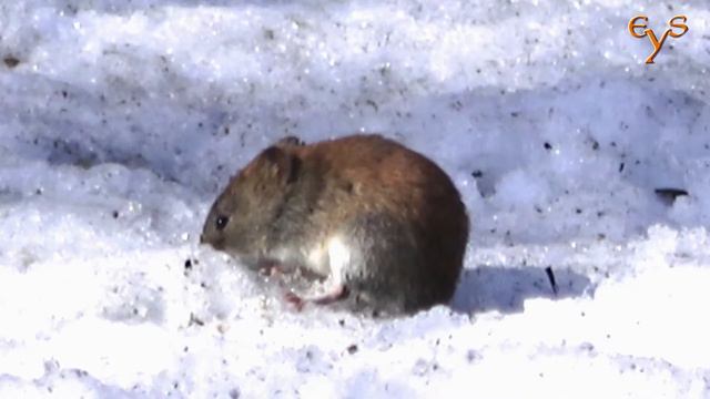 Полёвки и мыши Лосиного острова / Voles and mice in Losiny ostrov смотреть онлайн