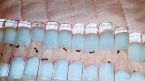 В ПОИСКАХ МАТОК! | ПОДНЯТИЕ  SOLENOPSIS FUGAX.