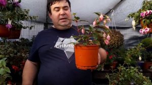 Что нужно фуксии зимой для сохранения и роста.