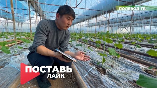 ФОРМИРОВАНИЕ ОГУРЦОВ В ТЕПЛИЦЕ. 2 ЦИКЛ. 7 СЕРИЯ #теплица #огурцы #формирование #формировкаогурцов