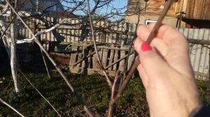 Под каким углом должны расти ветки на деревьях?Оптимальные углы отхождения  веток на  деревьях.
