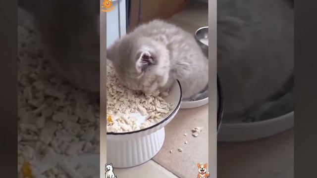 ЗАБАВНЫЕ ЖИВОТНЫЕ