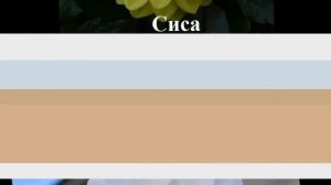 Георгины в дизайне сада  Фото с названием сорта