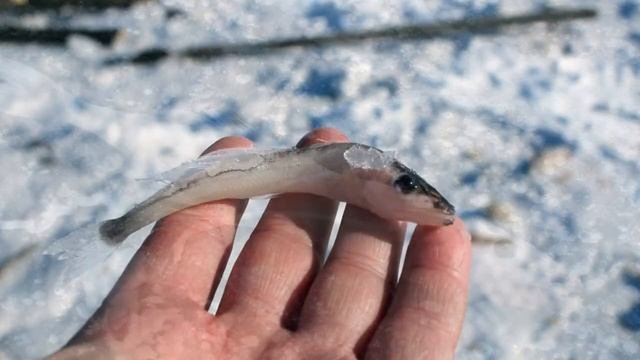 Почему на Байкале эту рыбу не ловят? Самая полезная рыба Байкала