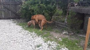 A dog's wedding Am. Stuff Собачья свадьба  Американский Стаффордширский терьер не Бойцовая собака.