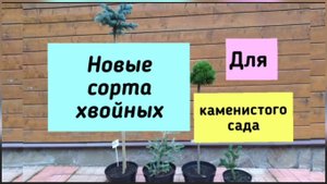 Новые сорта хвойных для каменистого сада.