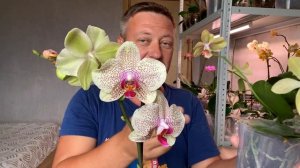 новая ОРХИДЕЯ обзор фаленопсис ПРИЧУДЛИВЫЕ ВЕСНУШКИ корни орхидеи и листья