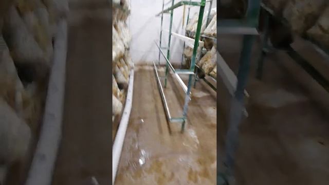 Технология выращивания вешенки в мешках на мицелии фирмы «Футар». Как выращиваем мы. смотреть онлайн