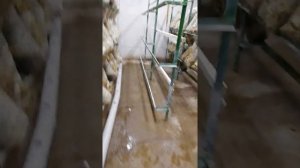 Технология выращивания вешенки в мешках на мицелии фирмы «Футар». Как выращиваем мы.